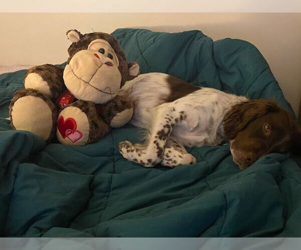Medium Photo #6 Brittany Puppy For Sale in Curwensville, PA, USA