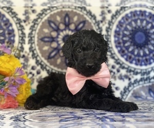 Goldendoodle Puppy for sale in LANCASTER, PA, USA