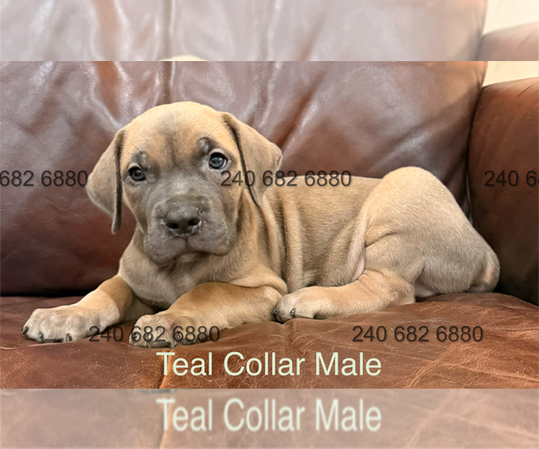 Medium Photo #1 Cane Corso Puppy For Sale in LA PLATA, MD, USA