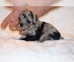 Small #2 Poodle (Toy)