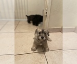 Small Photo #8 Schnoodle (Miniature) Puppy For Sale in BAKERSFIELD, CA, USA