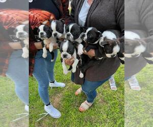 American Boston Bull Terrier Puppy for sale in RIVERSIDE, CA, USA