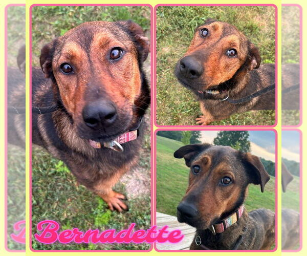 Medium Photo #1 Rottweiler-Unknown Mix Puppy For Sale in Pierceton , IN, USA