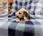 Small #4 Dalmatian