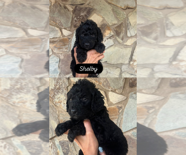 Medium Photo #1 Goldendoodle Puppy For Sale in SEAGROVE, NC, USA
