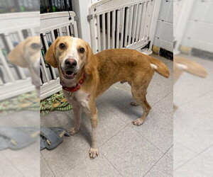 Landon - Male Mutt Dog for Adoption