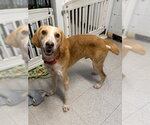 Landon - Male Mutt Dog for Adoption - Small photo
