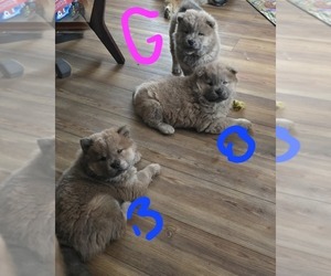 Chow Chow Puppy for sale in SOUTH BEND, IN, USA