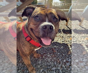 Shawny - Female American Pit Bull Terrier-Bulldog Mix Dog for Adoption - Photo #4