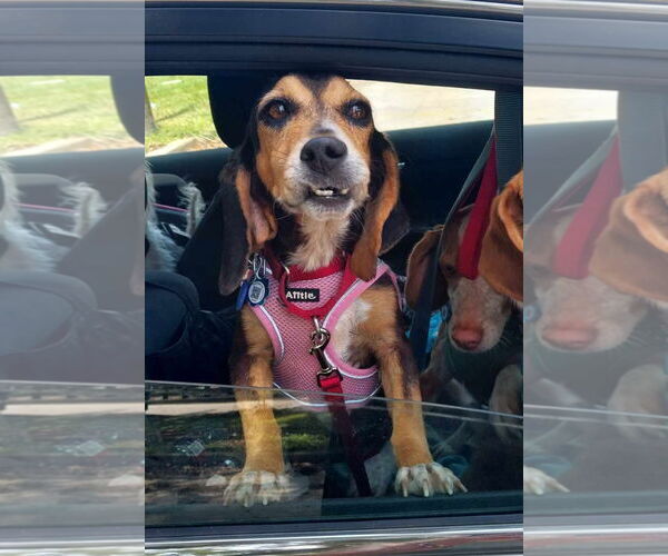 Medium Photo #5 Beagle Puppy For Sale in Dunnellon, FL, USA