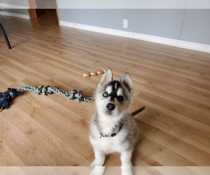 Siberian Husky Puppy for sale in SPRING VALLEY, IL, USA