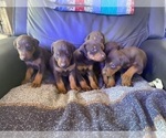 Small Photo #4 Doberman Pinscher Puppy For Sale in LAFAYETTE, IN, USA