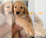 Small Photo #5 Golden Retriever Puppy For Sale in SAN FRANCISCO, CA, USA