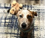 Small #2 Mutt