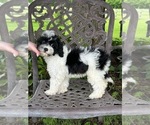 Puppy Toupee Cavapoo