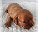 Small #6 Cavalier King Charles Spaniel