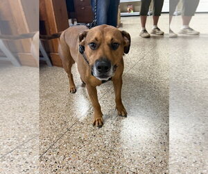 Apollo - Male Rottweiler-Unknown Mix Dog for Adoption - Photo #3