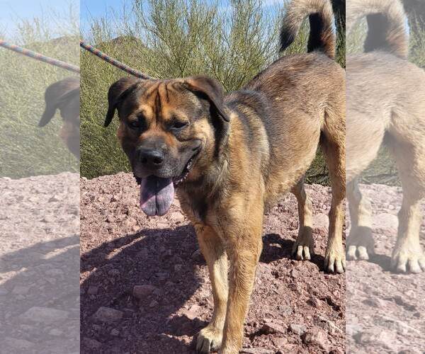 Medium Photo #8 Mutt Puppy For Sale in phoenix, AZ, USA