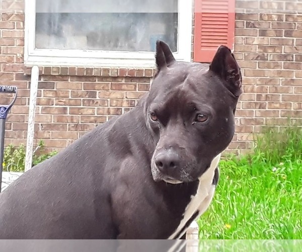 Medium Photo #1 American Staffordshire Terrier Puppy For Sale in STOCKBRIDGE, MI, USA