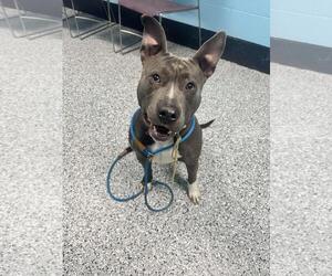 American Pit Bull Terrier-Unknown Mix Dogs for adoption in Front Royal, VA, USA