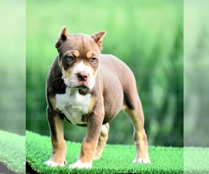 American Bully Puppy for sale in CLEVELAND, GA, USA
