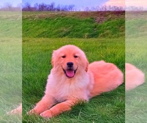 Golden Retriever Puppy for sale in FREDERICKSBURG, OH, USA