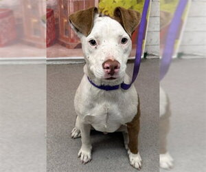 Mutt Dogs for adoption in San Bernardino, CA, USA