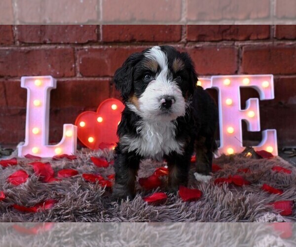 Medium Photo #28 Bernedoodle Puppy For Sale in ELMWOOD, IL, USA