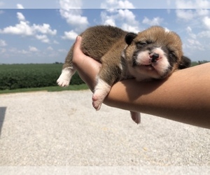 Pembroke Welsh Corgi Puppy for sale in ARTHUR, IL, USA