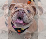 Small #1 Bulldog