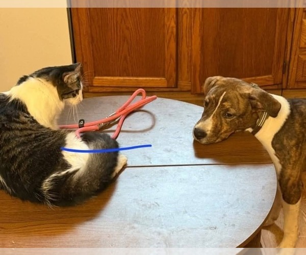 Medium Photo #4 Mountain Cur-Unknown Mix Puppy For Sale in Alexander, AR, USA
