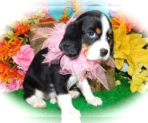 Beagle Puppy for sale in HAMMOND, IN, USA