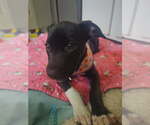 Small #2 Australian Shepherd-Staffordshire Bull Terrier Mix