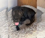 Small #2 Mountain Cur Mix
