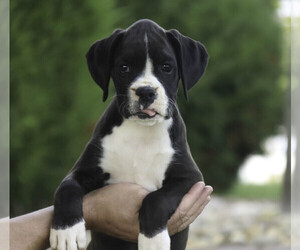 Boxer Puppy for sale in SHIPSHEWANA, IN, USA