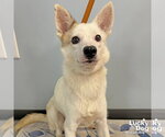 Small #1 Mutt
