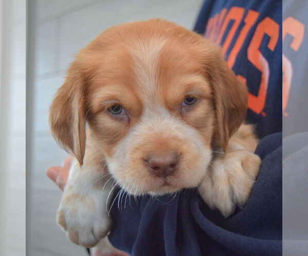 Medium Photo #3 Boxador Puppy For Sale in Huntley, IL, USA