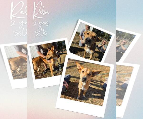 Medium Photo #6 Retriever -Unknown Mix Puppy For Sale in Woodbury, NY, USA