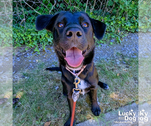Tator - Female Labrador Retriever-Unknown Mix Dog for Adoption - Photo #8