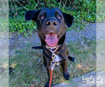Small #7 Labrador Retriever Mix