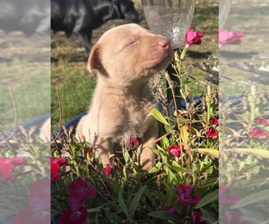 Labrador Retriever Puppy for sale in LEASBURG, MO, USA