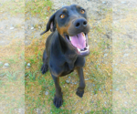 Small #1 Doberman Pinscher