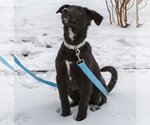 Lydia - Female Shepradors Dog for Adoption - Small photo