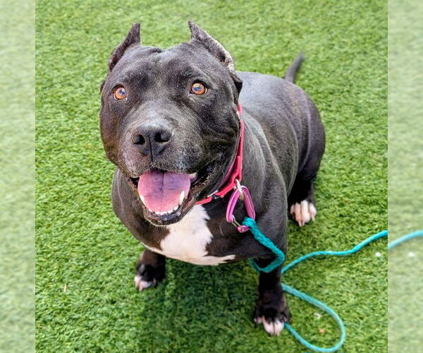 Medium Photo #1 American Bulldog-Unknown Mix Puppy For Sale in Las Vegas, NV, USA