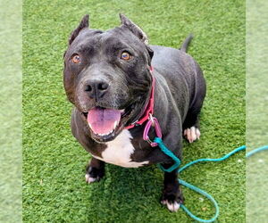 American Bulldog-Unknown Mix Dogs for adoption in Las Vegas, NV, USA