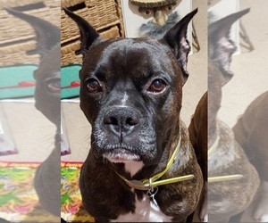 Father of the Boxer puppies born on 06/20/2026