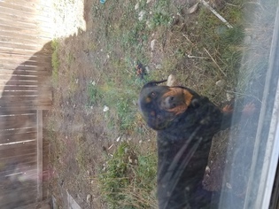 Rottweiler Dogs for adoption in FONTANA, CA, USA