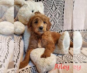 Goldendoodle Puppy for sale in WATERLOO, NY, USA