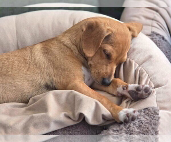 Medium Photo #6 Mutt Puppy For Sale in Mission Viejo, CA, USA