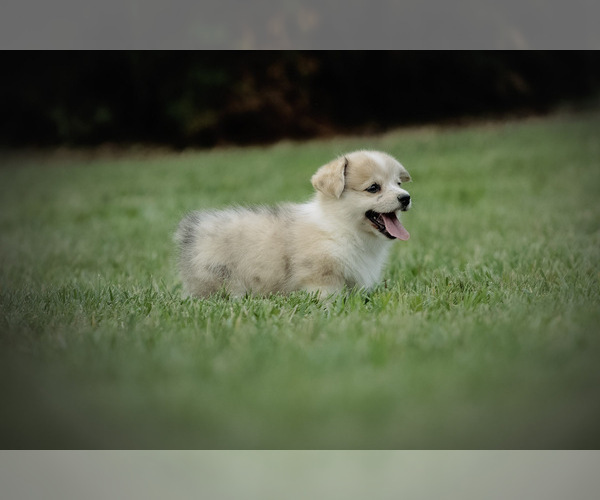 Medium Photo #9 Pembroke Welsh Corgi Puppy For Sale in ELKTON, KY, USA